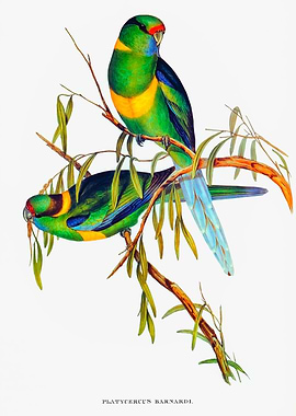 Barnard Parakeet