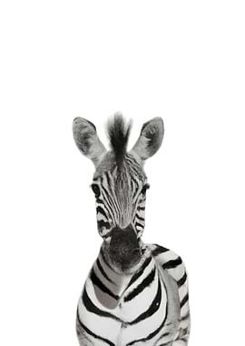 Baby Zebra Animal