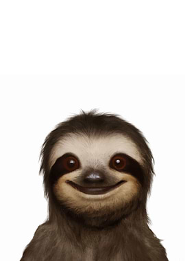 Baby Sloth Animal