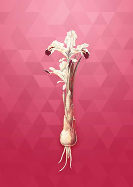 Vintage Gold Iris Persica