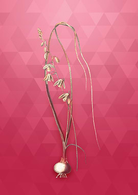 Albuca on Viva Magenta