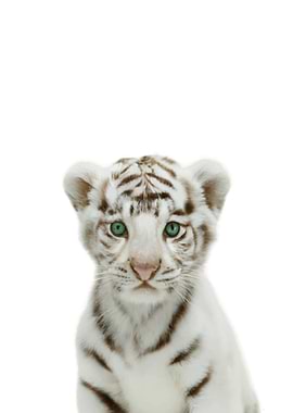 White TIger Baby Animal
