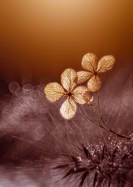 Gold hydrangea flower