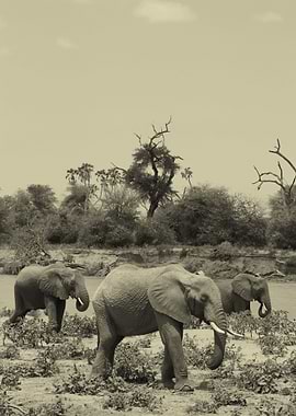 Elephants 3