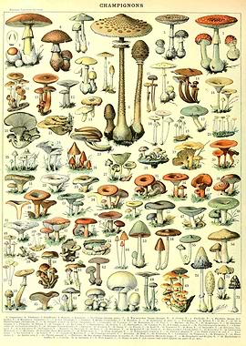 Champignons Mushrooms
