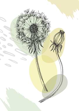 Dandelion taraxacum