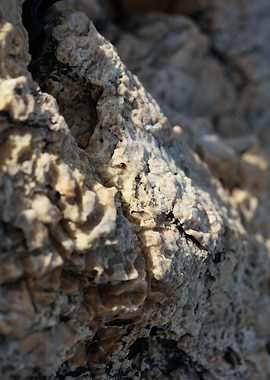 Sea rock abstract close up