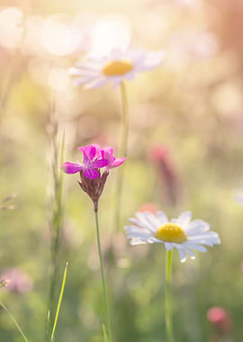 Camomiles in the meadow