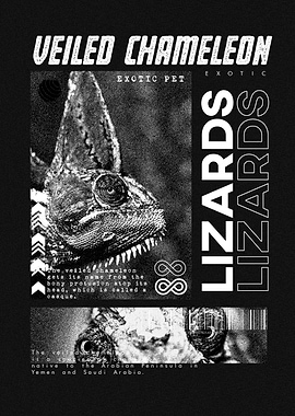 Veiled Chameleon Modern