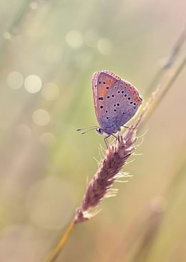 Butterfly, summer meadow
