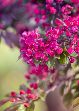 Pink spring blooming trees