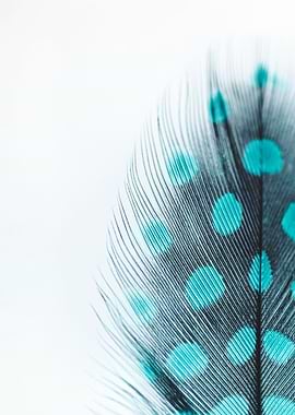 Feather