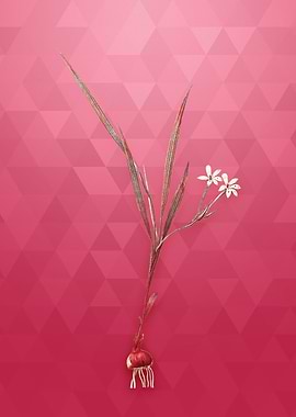 Gold Gladiolus Inclinatus