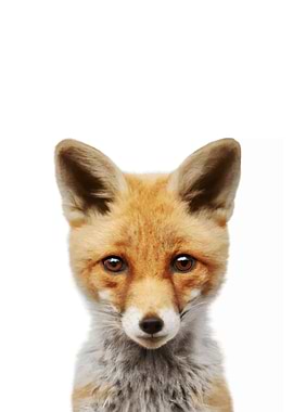 Fox Baby Animal