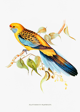 Yellow Rumped Parakeet