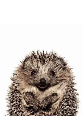 Hedgehog Baby Animal