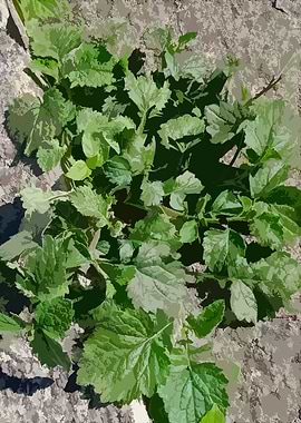 Plant in Rocky Hills