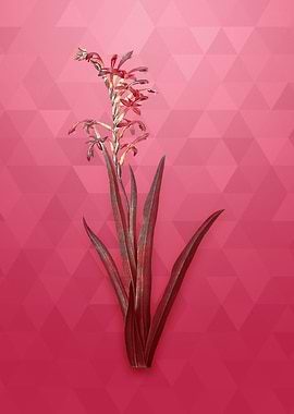 Gold Antholyza Aethiopica