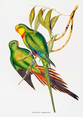 Black Tailed Parakeet