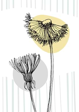 Taraxacum