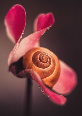 Flower and snail