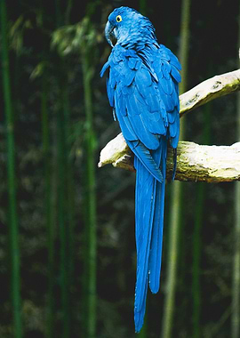 Blue Bird