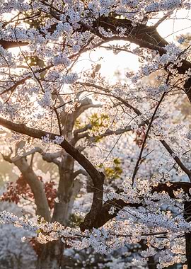 Cherry blossoms in Japan