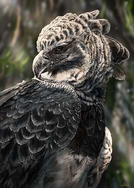 Harpy Eagle