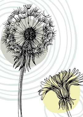 Dandelion