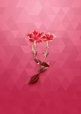 Gold Bunges Lychnis Flower