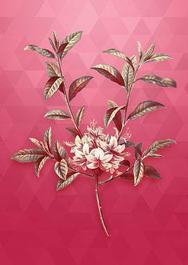 Azalea on Viva Magenta