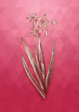 Vintage Blackberry Lily