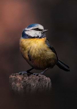 A Blue Tit Portrait 1