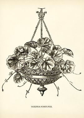 Fortune Saxifrage Vintage