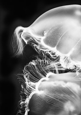 B&W Jellyfish