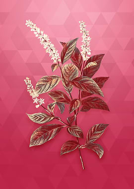 Gold Virginia Sweetspire