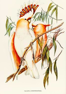 Leadbeaters Cockatoo