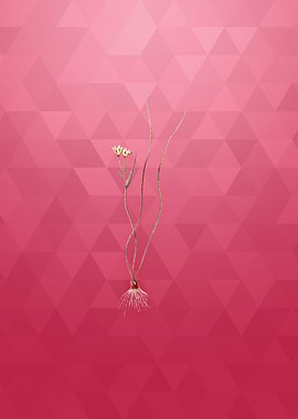 Ornithogalum Spathaceum