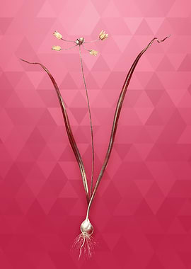 Allium Scorzonera Folium