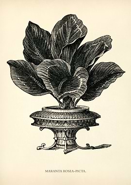 Prayer Plant Illustration