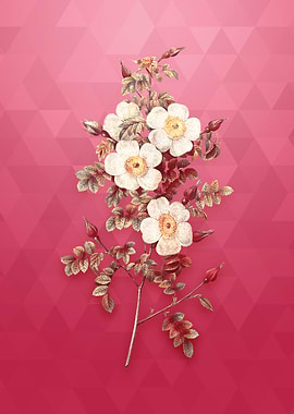 Gold Thornless Burnet Rose