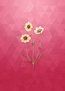 Perennial Dyers Coreopsis