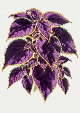 Coleus Plant