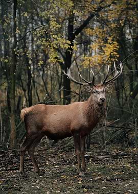 Stag in the Woods