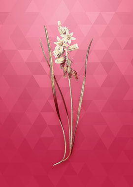 Drooping Star of Bethlehem