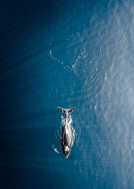 Whale Love