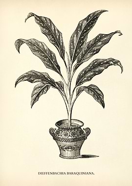 Dumb Cane Illustration