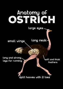 Anatomy Of A Ostrich