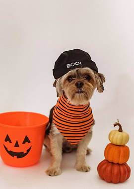 HALLOWEEN DOG