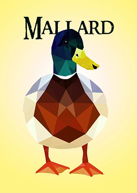 Mallard Duck